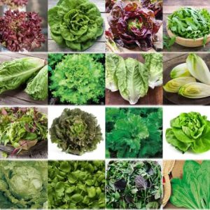 verschiedene Salate Saat 16 x 100 Saatgut Salat Mix 100% Natursamen handverlesen aus Portugal, seltene und alte Sorten, Samen mit hoher Keimrate, Salatsamen für Garten, Balkon, Terrasse, Gewächshaus