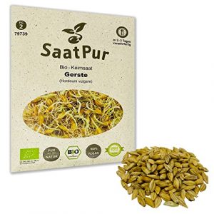 Gerstengras Bio Keimsprossen von SaatPur – Keimsaat für Gersten Sprossen – 80g