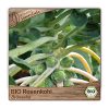 BIO Rosenkohl Samen Gemüse Saat zum Pflanzen winterhart